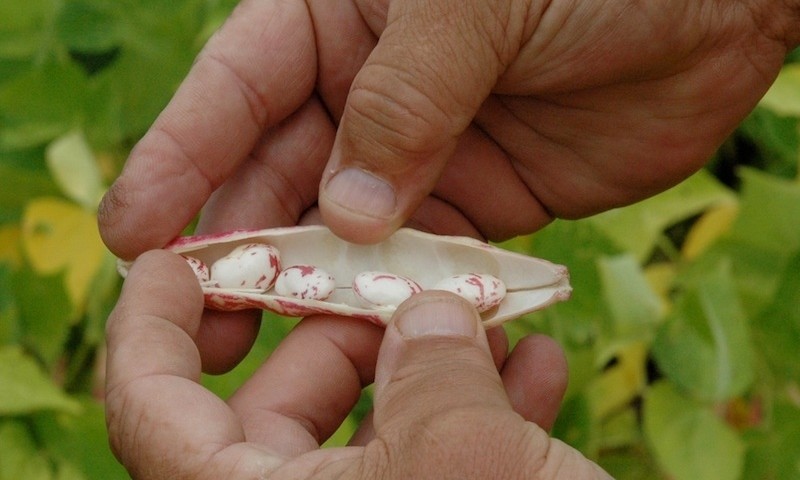 Dad-hands-cranberry-crop